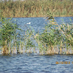 IMG_7991.JPG