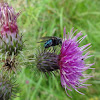 dsc01079.jpg
