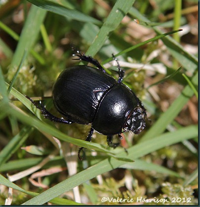 21-dor-beetle