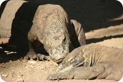 varano komodo varano komodo