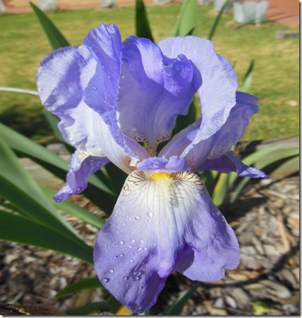 Pale mauve Iris
