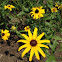 Black-Eyed Susan
