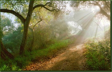 BRIGHT MORNING_on_the_forest_paths