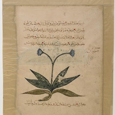 Folio from an Arabic translation of the Materia Medica of Dioscorides; recto: autumn crocus; verso: mushrooms | Origin: Iraq | Period: 1224 Abdallah ibn al-Fadl | Details: One of the most celebrated Arabic translations of a Greek text was Dioscorides' Materia Media , a study of the flora of Asia Minor. Written in the first century C.E., it was first copied into Arabic in ninth-century Iraq and subsequently revised and edited in Spain, Iran, and other parts of the Islamic world. Divided into five chapters, the text provides the names, descriptions, and botanical properties of some five hundred plants. The Materia Medica was also frequently illustrated. The Autumn crocus (Colchicum autumnale) from a thirteenth-century copy belongs to the fourth chapter, which describes herbs and roots. According to the text, the plant produces a saffron-like white flower, here represented in blue. The author also provides exact measurements of the stalk's span and mentions the edible part of the root. | Type: Opaque watercolor and ink on paper | Size: H: 32.0 W: 22.5 cm | Museum Code: F1943.2 | Photograph and description taken from Freer and the Sackler (Smithsonian) Museums. de1ccaac95624ce59610651d8d76354e.jpg