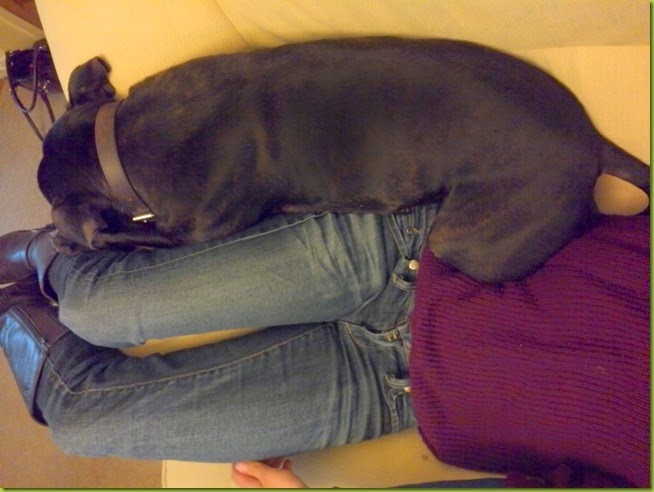 cuddles with dog cuddles with dog