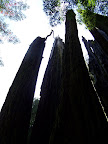 california_sequoia