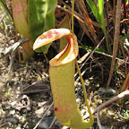 Pitcher plant