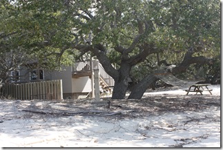 8 Backyard