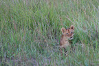 The cubs were very curious about us.