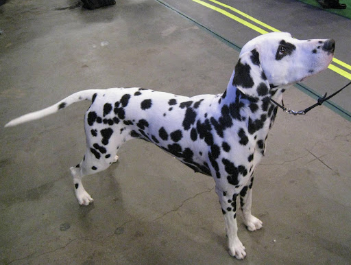 Dalmatian