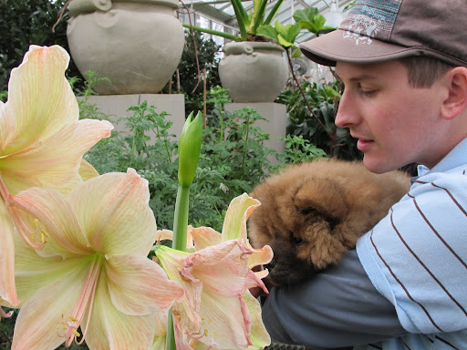 G.K. - These amazing flowers are called amaryllis Exotica and Martha really adores all kinds of amaryllis.  This would be a good choice if you're wondering what to give to her for Valentine's Day.