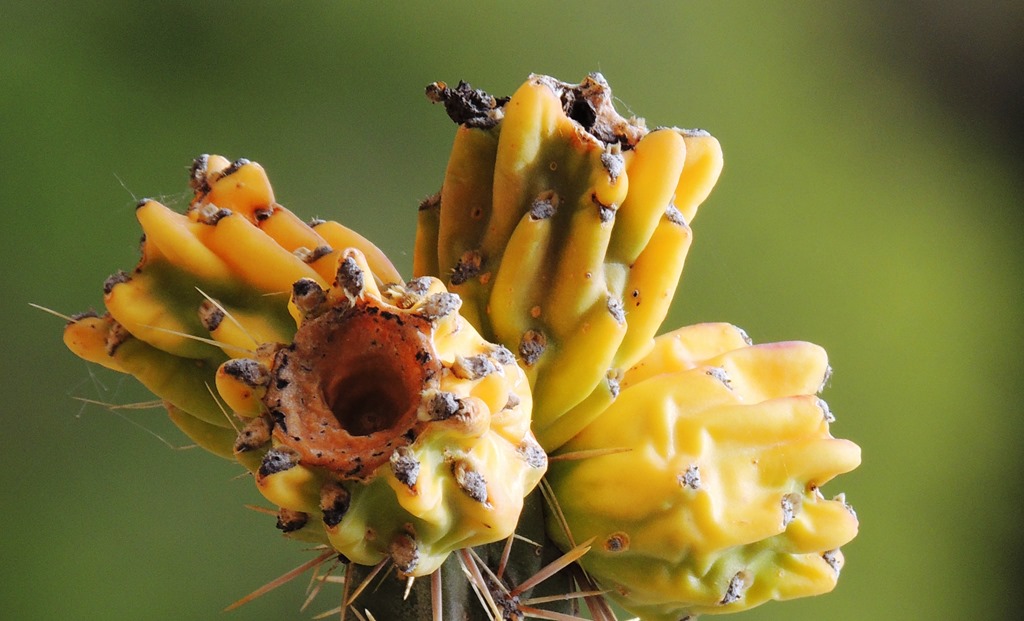 [blooming-cactus23.jpg]