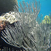  Snorkel Buck Island Reef 