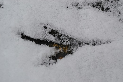 Bird foot print in the first snow of 2013
