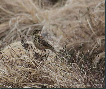 24-Meadow-Pipit