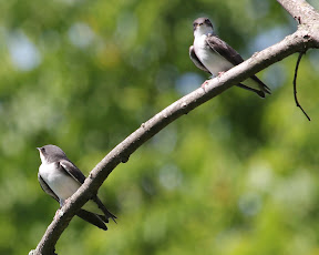 Young Tree Swallows - there were about 5 babies on this branch