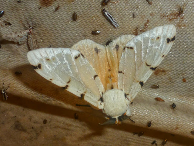Lymantriidae : Lymantica velutina (MABILLE, 1879), endémique. Saha Forest Camp, Anjozorobe (Madagascar). 2 janvier 2014. Photo :
