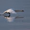 Mute Swan