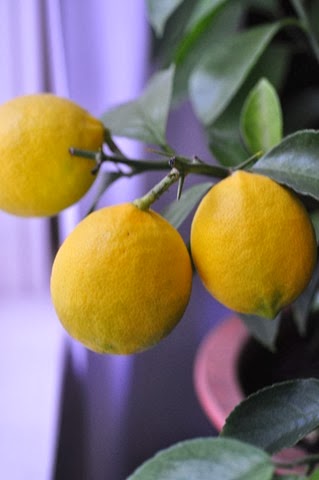 [lemons%255B2%255D.jpg]