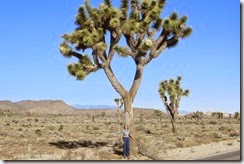 Joshua Tree National PArk-006