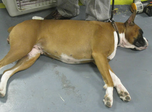 Boxer gets some rest