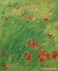 Field of Poppies