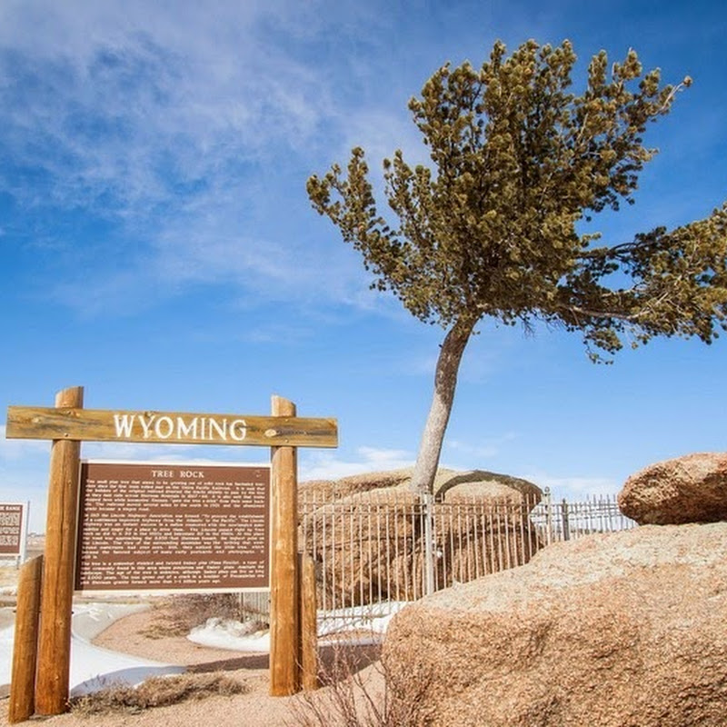 Tree in the Rock, in Wyoming Amusing