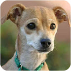Claudette is from Tony La Russa’s Animal Rescue Foundation (ARF) in Walnut Creek, California. To learn more about Claudette, click on the link to the shelter below.