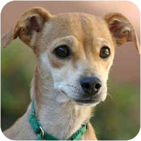 Claudette is from Tony La Russa’s Animal Rescue Foundation (ARF) in Walnut Creek, California. To learn more about Claudette, click on the link to the shelter below. Claudette is from Tony La Russa’s Animal Rescue Foundation (ARF) in Walnut Creek, California. To learn more about Claudette, click on the link to the shelter below.