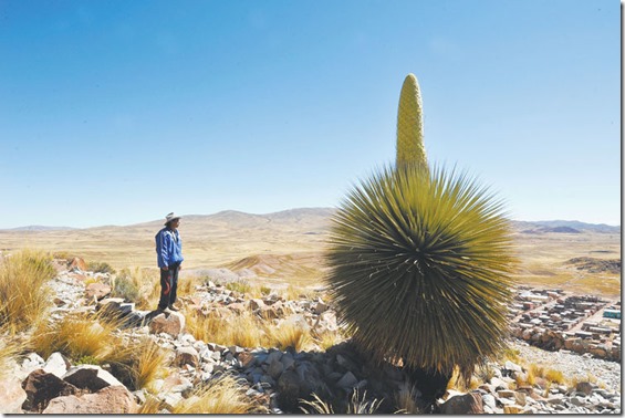 Las joyas de Comanche: La t’ika tanka y el granito son su herencia (La Paz) - Bolivia informa Poblaciones paceñas