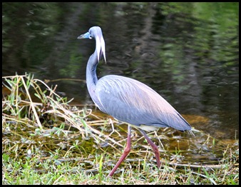 12e - Entrance Road - Tri-Color Heron