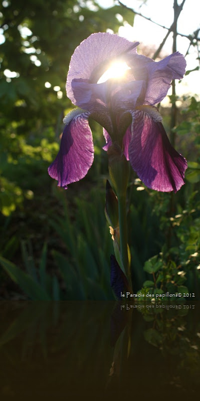 IMG_0801 IMG_0801