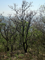 IMG_0650.jpg Photo