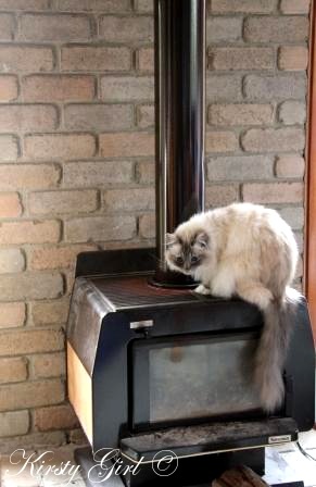[fireplace%2520cat%2520%25231%255B6%255D.jpg]