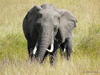 Masai Mara