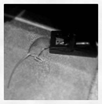 20111017 mice! (2)