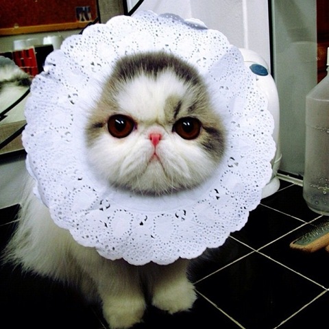 [hope-cat-instagram-1%255B2%255D.jpg]