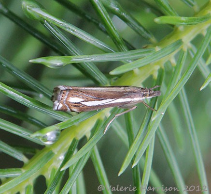 [crambus-ericella2.jpg]