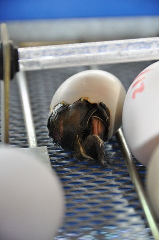 [Emerging%2520from%2520egg%2520in%2520incubator%2520July%252011%255B8%255D.jpg]