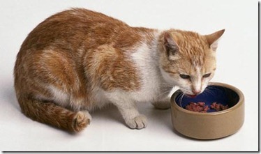Dicas de alimentação para gatos
