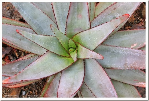 140208_RBG_Aloe-capitata-quartziticola_002