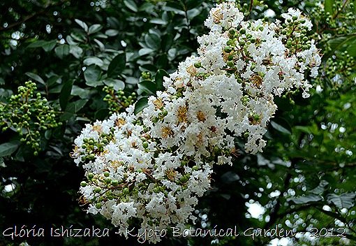 Glória Ishizaka -   Kyoto Botanical Garden 2012 - 38