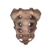 sacrum_female.jpg