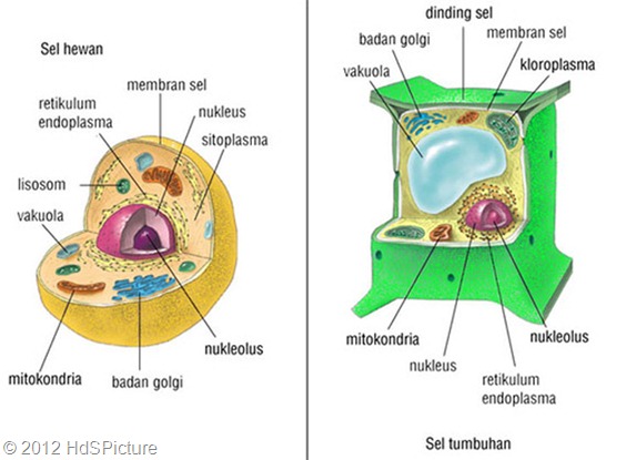 sel hewan dan sel tumbuhan