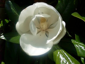 Sissinghurst Flower