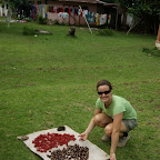 noch mehr Musaktnüsse liegen in der Sonne zum Trocknen