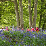 Downe Scout Camp - 3502427820.jpg