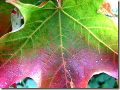 leaf changing colors leaf changing colors
