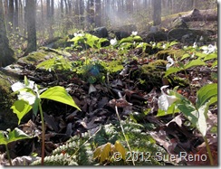 SueReno_WhiteTrilliums