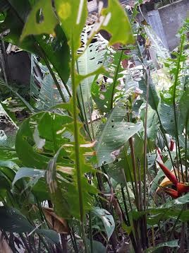 [lagarta%25203%255B3%255D.jpg]